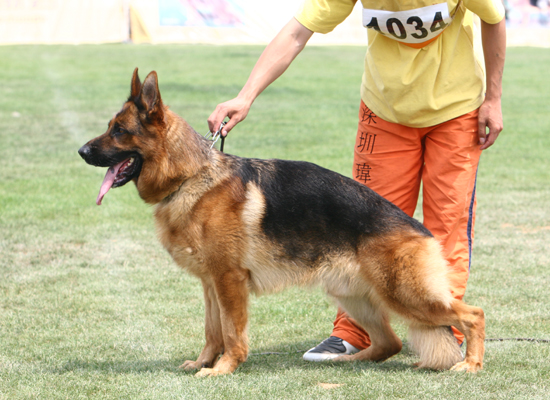 V2　1034*，Wando von JingPin，公，2005-11-01，CXF0951，CSZ22182，吴秀香