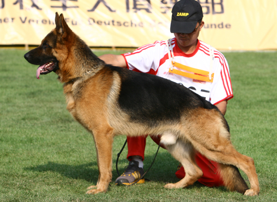SG2　3035，NJEMACKI OVCAR，公，2006-08-17，25916，CSZ8001864，张书军
