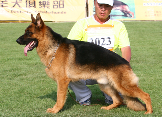 SG3　3023，Abano von GuangYou，公，2006-11-18，CTS2802，CSZ40405 ，邓彦利