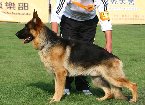 SG4　3024，Faid von ShanDian，公，2006-11-03，CAA1175，CSZ39895 ，梁根新
