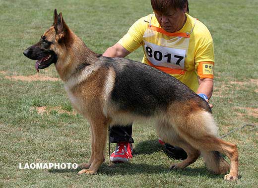 VV3　8017，Hana von ChenQi，母，2007-07-10，CZF1471，CSZ52793，符伟其