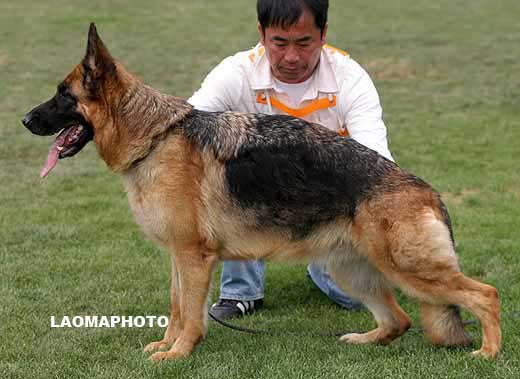 V2  2091*，Lona von Dossel，母，2004-07-14，CAL3796，CSZ0007050，边振宇