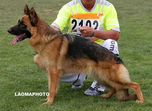 V4　2102，Eiv von SenBei，母，2006-05-23，CES6323，CSZ43092，王振河