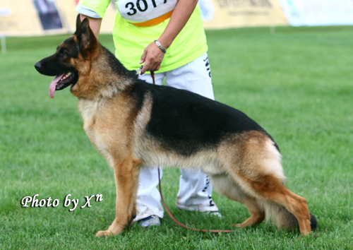 青年公犬组SG2 3017* Abari von GuangYou 公 2006-11-18 CTS2803 CSZ40406 董文彬