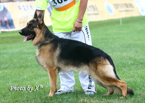 青年公犬组SG3 3030 Palim von WenXing 公 2006-9-6 CAA0434 CSZ37372 董文彬
