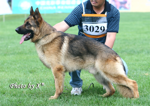 青年公犬组SG4 3029 Daffy von DeQin 公 2006-08-13 CKF6989 CSZ53686 袁国强