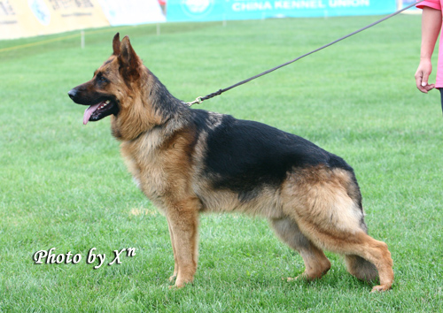 青年公犬组SG5 3012 Jamus von DeYi 公 2006-07-15 CLF8913 CSZ38302 佟德义
