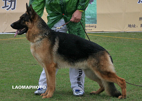 SG2 5003 Abari von GuangYou 公 2006-11-18 CTS2803 CSZ40406 董文彬