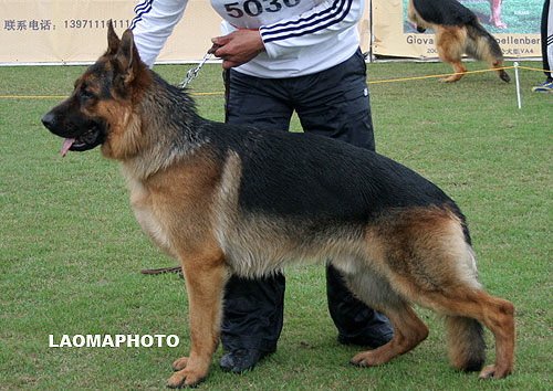 SG4 5036* Icko von ZhongHao 公 2006-10-22 CEM5809 CSZ42545 李忠良