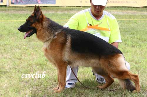V03　1063*　Jacky von WenXing　公，2006-07-24，CAN9631，CSZ33409 ， 董文彬
