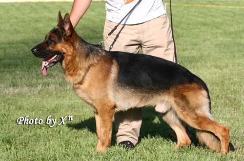SG02　3009*　Icko von ZhongHao　公，2006-10-22，CEM5809，CSZ42545　李忠良