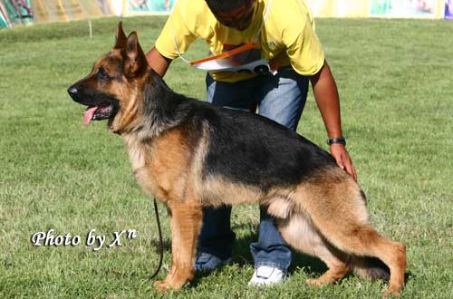 SG04　3038　Cailan von HuiYou　公，2006-10-25，CLF8927，CSZ38362 　孙艳林