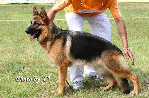 SG02　4097　Disa of RONDA Kennel	　母，2006-8-4，006-221，CSZ8001866　邵泽民