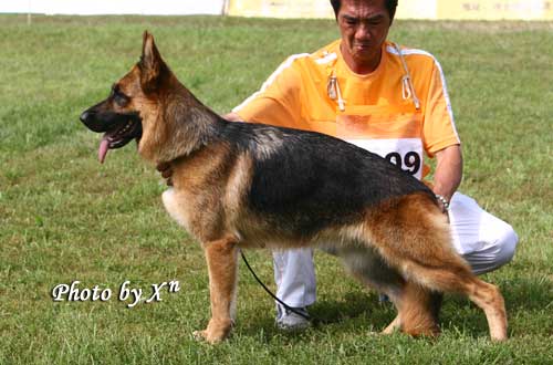 SG03　4009　Janie von ZhongLong　母，2006-10-28，CEF5125，CSZ38937　李凤滨
