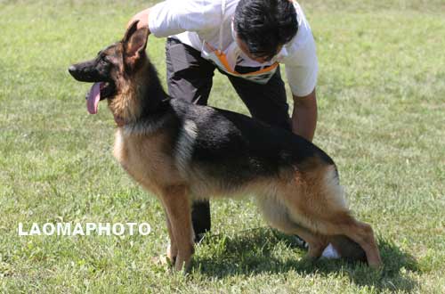VV03　8003　Aca von ShiDaYuan　母，2007-09-28，CJF5203，CSZ72487　祖洪涛