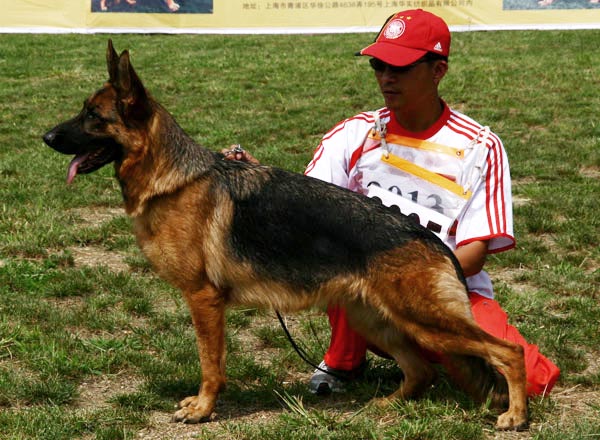 V2　2005　Scarlett vom Gollerweiher　母　2005-12-21　G-E3493　CSZ8001686　朱幸君