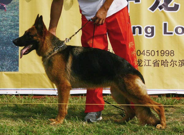 V3　2013　Faee von Eres　母　2006-02-16　CQF0096　CSZ25222　秦燕
