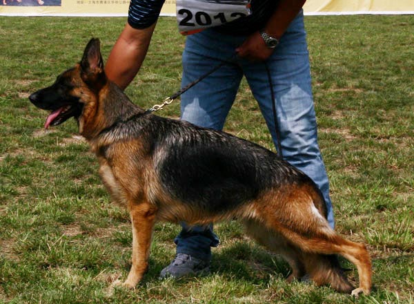 V4　2012　Nenza von ZhongLiang	　母　2005-05-25　CEN1493　CSZ15485　张安斌