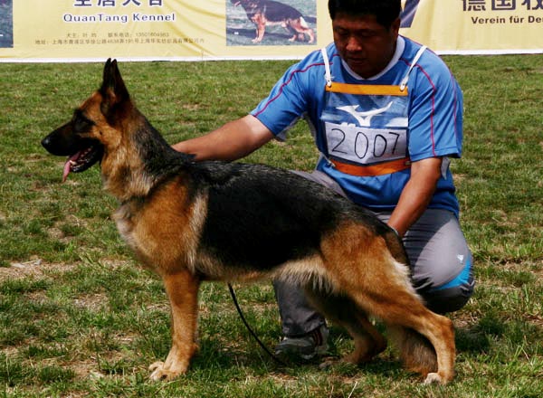 V5　2007　Daxa von Faco-Soil　母　2006-01-15　CSF3819　CSZ23994　唐正