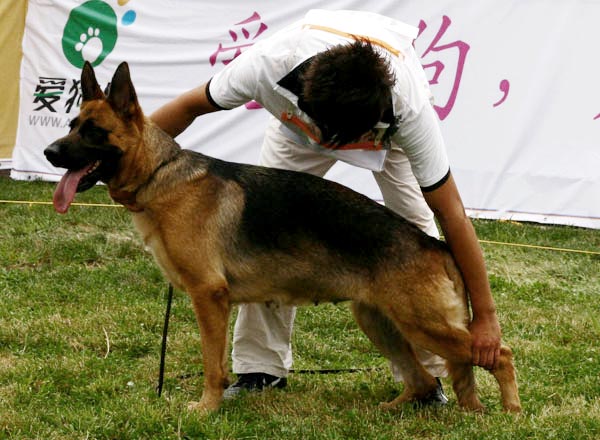 SG2　4015　Daci von LiDe　母　2006-11-09　CSS7260　CSZ43519　王华凯