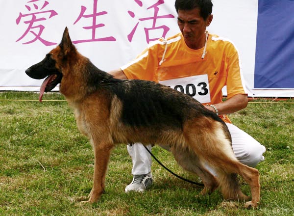 SG3　4003　Co Co van Sahong Land(Mated In DE)　母　2006-12-17　AT5680　CSZ8001916　张俊(俊杰)