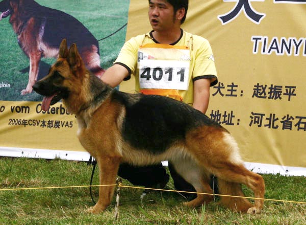 SG4　4011　Faba von ZhengYe　母　2007-02-05　CYS0312　CSZ42340　李富