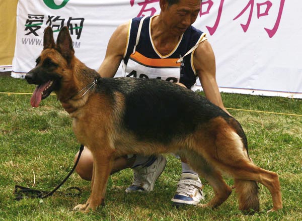 SG5　4012　Laif von ARES　母　2007-02-01　CQS0289　CSZ42432　李启荣