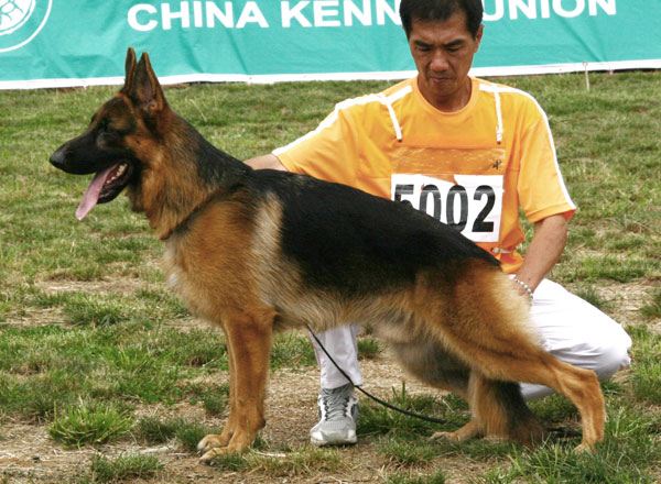SG5　5002　Apoll vom Lotus Kennel　公　2007-03-26　HB735　CSZ8001817　郭永昌