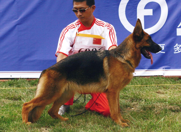 SG2　6006　Alsa von ZhongXing　母　2007-05-09　CHF3642　CSZ48982　王桂梅