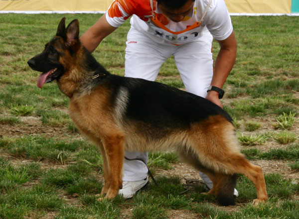 VV1　8002　Aca von ShiDaYuan　母　2007-09-28　CJF5203　CSZ72487　祖洪涛