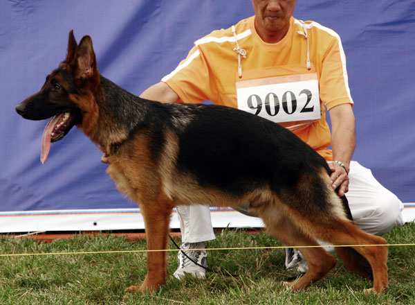 VV1　9002　Dafa von ChongQingZhengDe　公　2008-01-28　CCN0657　CSZW69207　肖丹