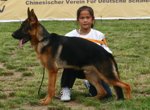 VV2　9001　Daga  von ChongQingZhengDe　公　2008-01-28　CCN0656　CSZW69206　肖丹