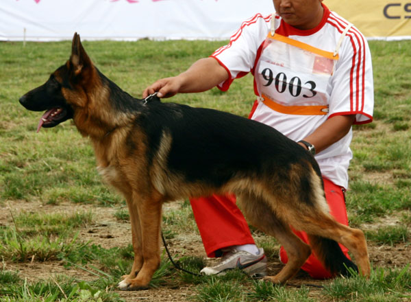 VV3　9003　Ebba von ChongQingZhengDe　公　2008-01-06　CCN0660　CSZW69220　肖丹