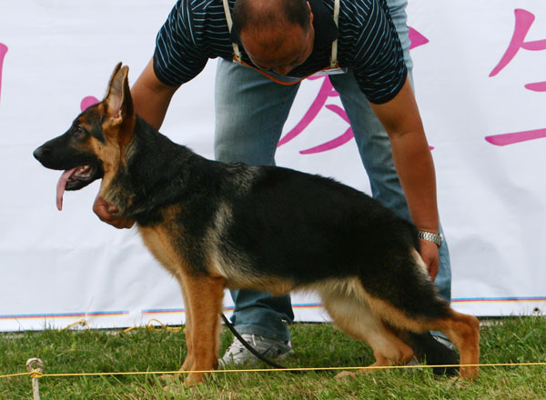 VV1　0014　Bajar  von LongJian　母　2008-02-19　CRN2775　CSZ70250　李剑(龙剑)