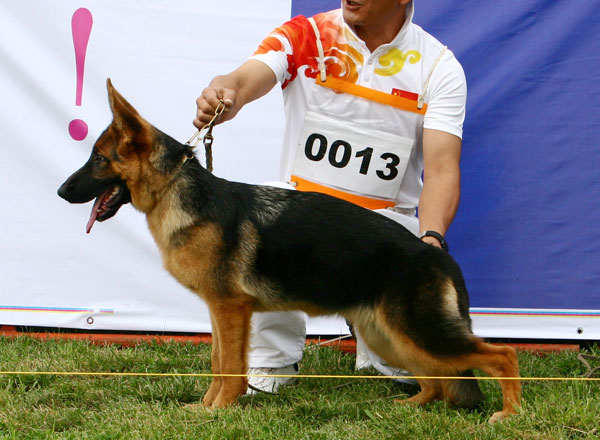 VV2　0013　Bär von LongJian　母　2008-02-19　CRN2777　CSZ70252　李剑(龙剑)