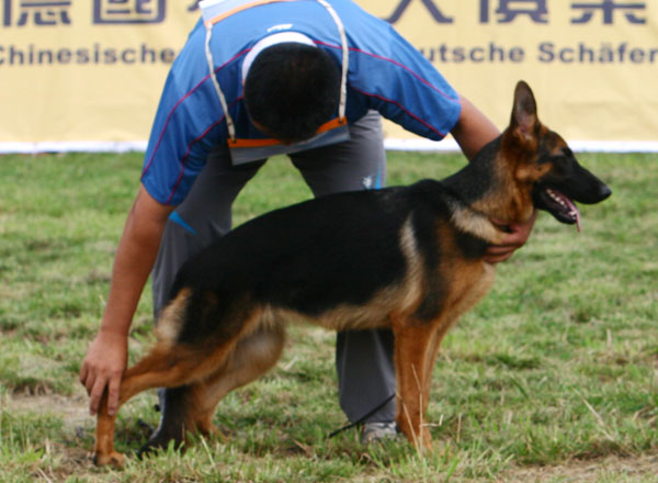 VV5　0015　Damian  von DaWei　母　2008-02-01　CZL2108　CSZ70516　赵卫志