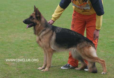 V2　BaggivonOuWeiJie，母，2006-10-08，CDF1788 ，CSZ36816，吴秀香