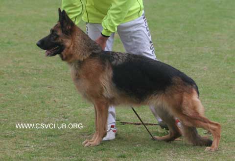V3　NickivomAphroditerKennel，母，2005-04-21，CYX645，CSZ8001227，潘怀东