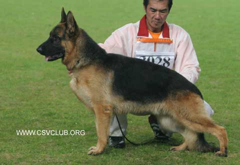 SG3 　3028　Cimsy von FuDe,  公,  2007-01-14,  CKA0704,  CSZ71761,  肖泽喜