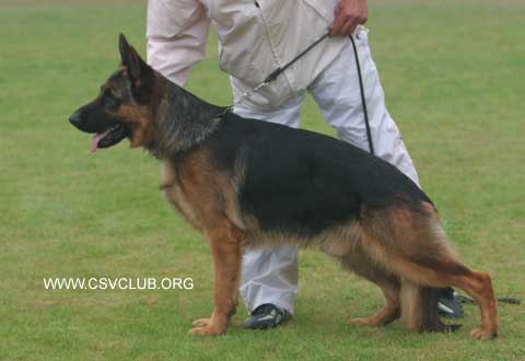 SG4　3025　Ballack von Bad-Boll,  公,  2007-04-03,  N-P4921,  CSZ8001992, 牛福林