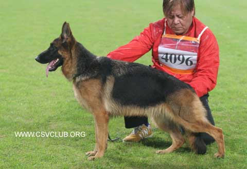 SG4　4096　Chanti von YuShun,  母,  2007-05-12,  CZL2187,  CSZ84177, 俞胜