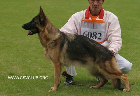 SG2　6082*　Eiles von HanWei,母,2007-06-16,CHS4424,CSZ58134,翟所庆
