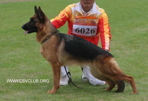 SG4　6026*　Cami von DaLianWaFang,母,2007-06-27,CLA0787,CSZ50833,王新九