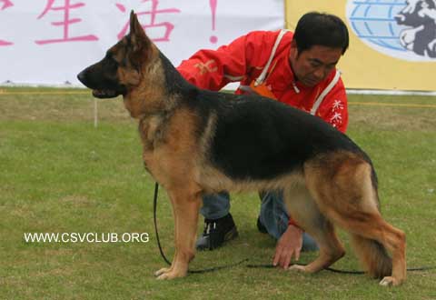 SG5　6004　Bacci von HuaiHe,母,2007-08-12,CWM1586,CSZ58967,付宜刚