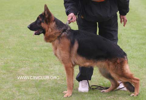 VV3　7014　Aim von TianYi,公,2007-12-06,CKA0193,CSZ61671,赵振平