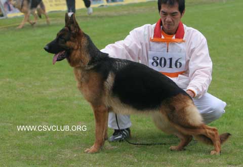 VV3　8016　Beda of Xiang Ji Shi Kennel,母,2007-11-27,008-013,CSZ8001965,于建国(汉魏)