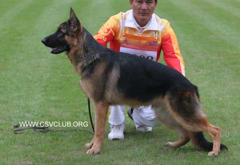 VV2　9008　Ailon von NiHao,公,2008-03-03,CFF4492,CSZW69240,许继红