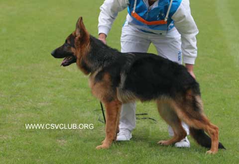 VV3　9024　Ciloon von BeiJiXing,公,2008-03-25,CSA6060,CSZ73161,张星育