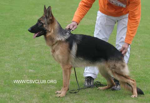VV3　0028　Eila von JingXing,母,2008-03-06,CKA2371,CSZ66843,李经涛