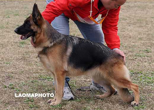 2033*　 V2　Nenza von ZhongLiang　母　2005-05-25　CEN1493　CSZ15485　张安斌